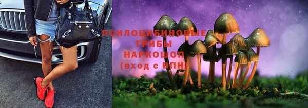 хмурый Аркадак